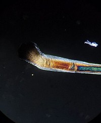 Capello visto al microscopio in luce polarizzata